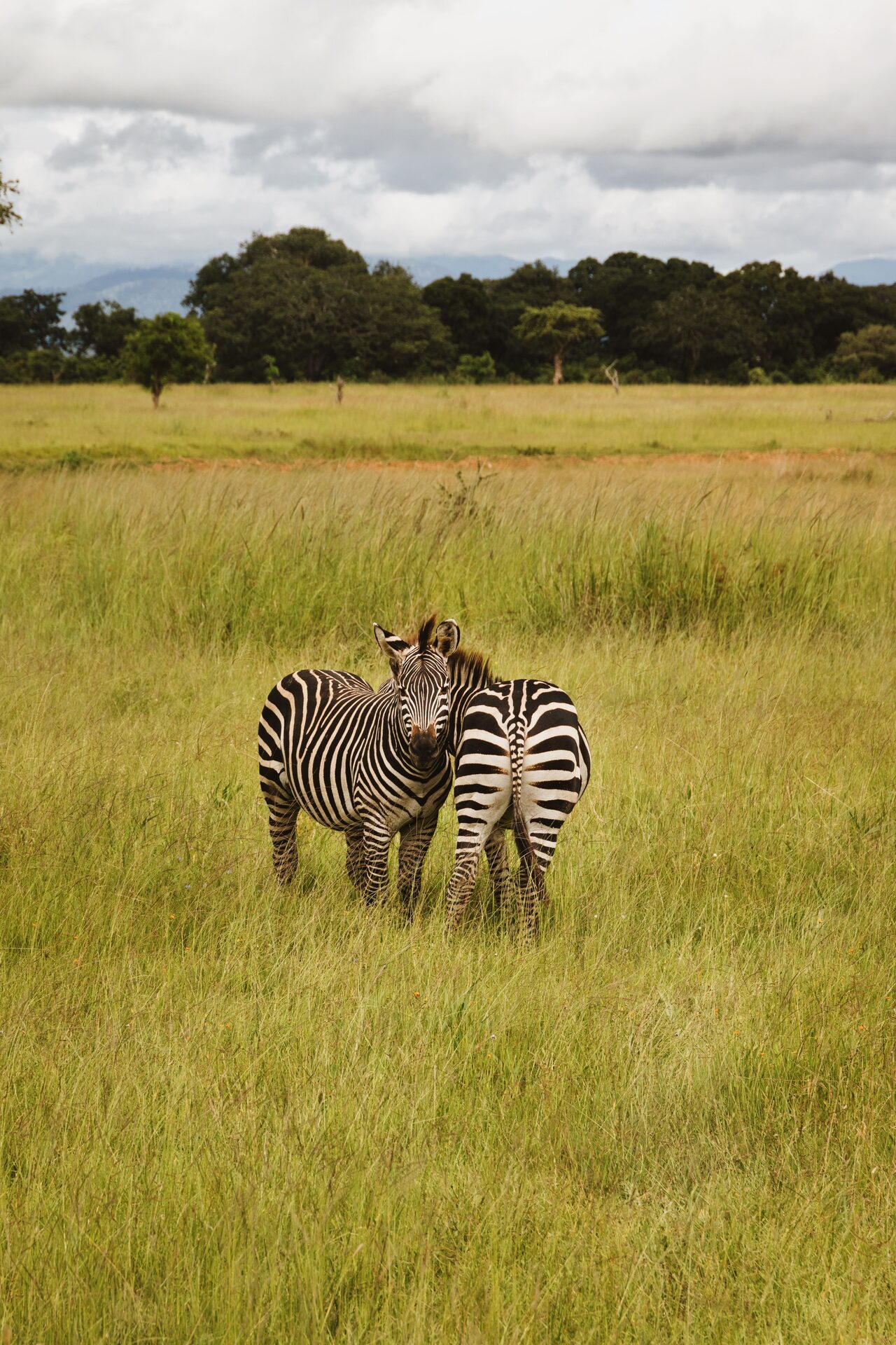 Zebras grazing on the plains — and beyond Uganda