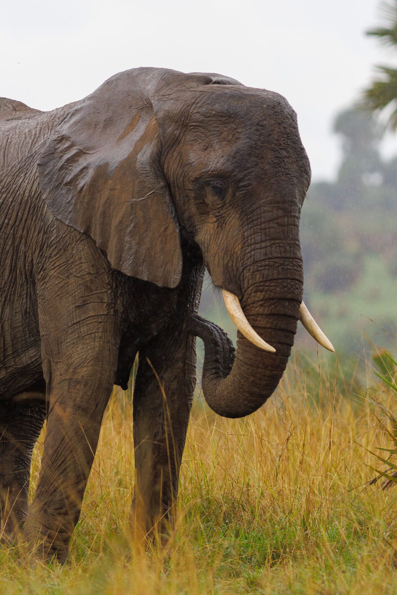 Queen Elizabeth National Park