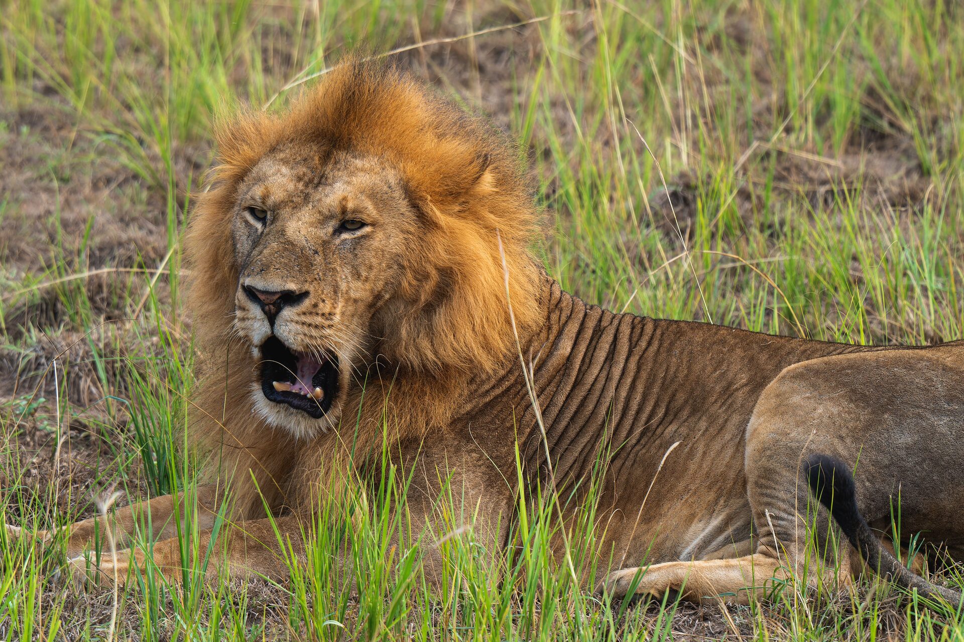 10-Day Uganda Wildlife Safari